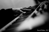 New trio. A hosté měli husinu