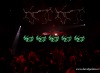 Welcome to the Jungle no.11: Zářil Neonlight, pozadu nebyla ani tuzemská scéna