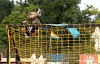 SZIGET FESTIVAL 2013: Sobota byla plná barev a zvučných jmén