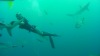 Freediver Martin Cheníček se na jeden nádech potápí k vrakům lodí i žralokům