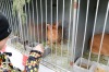Léta Starý statek chřadl. K životu se pro veřejnost probudil o Velikonocích 