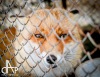 Léta Starý statek chřadl. K životu se pro veřejnost probudil o Velikonocích 