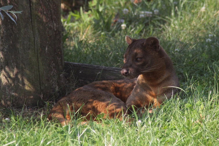 Zoo v Táboře má nového vzácného obyvatele. Získala fosu z Madagaskaru