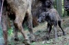 Táborské stádo zubrů se opět rozrostlo. Tentokrát o samičku jménem Tara