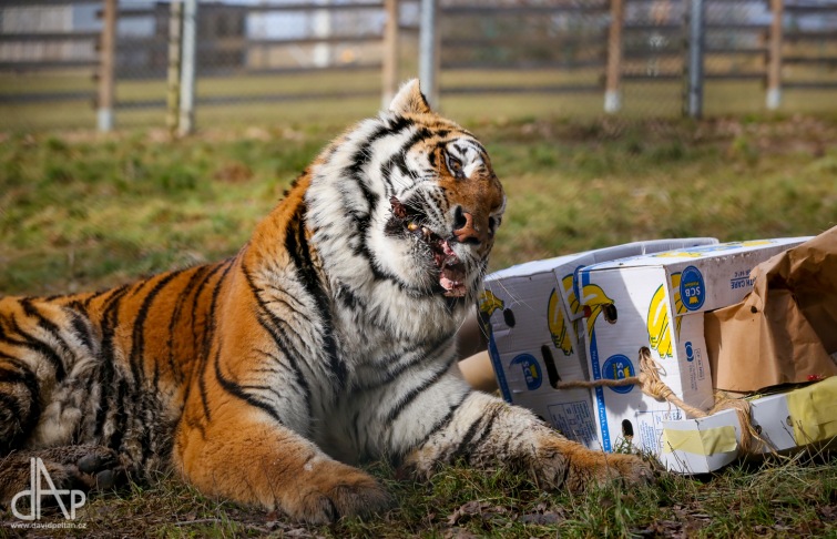 Tygr Rocky ze Zoo Tábor slavil devět let. K narozeninám si rozsápal sloníka