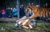Tygr Rocky ze Zoo Tábor slavil devět let. K narozeninám si rozsápal sloníka