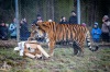 Tygr Rocky ze Zoo Tábor slavil devět let. K narozeninám si rozsápal sloníka