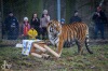 Tygr Rocky ze Zoo Tábor slavil devět let. K narozeninám si rozsápal sloníka