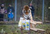 Tygr Rocky ze Zoo Tábor slavil devět let. K narozeninám si rozsápal sloníka