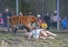 Tygr Rocky ze Zoo Tábor slavil devět let. K narozeninám si rozsápal sloníka