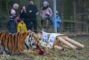 Tygr Rocky ze Zoo Tábor slavil devět let. K narozeninám si rozsápal sloníka