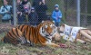 Tygr Rocky ze Zoo Tábor slavil devět let. K narozeninám si rozsápal sloníka