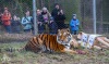 Tygr Rocky ze Zoo Tábor slavil devět let. K narozeninám si rozsápal sloníka