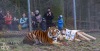 Tygr Rocky ze Zoo Tábor slavil devět let. K narozeninám si rozsápal sloníka
