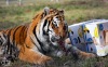 Tygr Rocky ze Zoo Tábor slavil devět let. K narozeninám si rozsápal sloníka