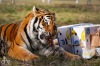 Tygr Rocky ze Zoo Tábor slavil devět let. K narozeninám si rozsápal sloníka
