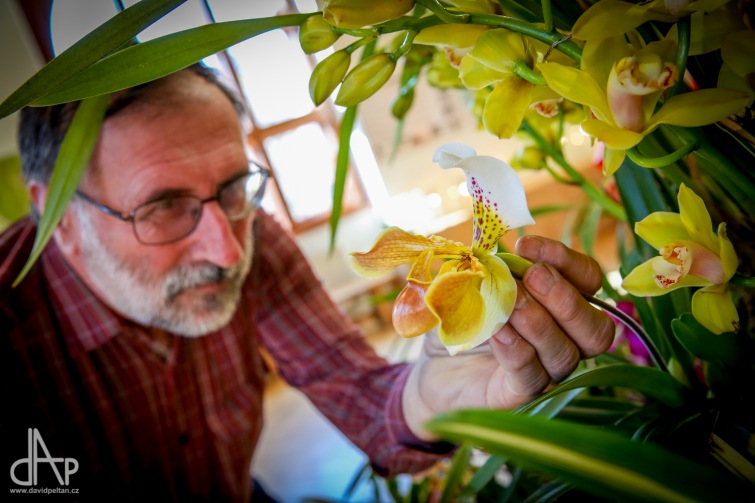 Jihočeské muzeum v Budějovicích zazáří kvetoucími orchidejemi a kaktusy