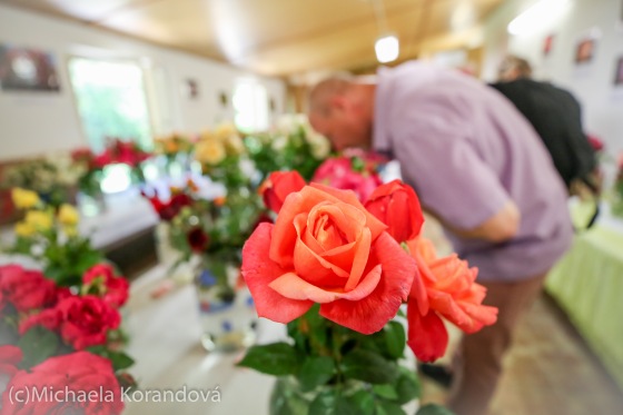 V Táboře se sešly výstavy růží a bonsají. Navštívily je stovky lidí