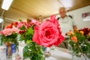 V Táboře se sešly výstavy růží a bonsají. Navštívily je stovky lidí