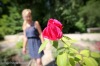 V Táboře se sešly výstavy růží a bonsají. Navštívily je stovky lidí