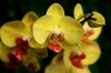 Jihočeské muzeum láká na kvetoucí orchideje a kaktusy. Výstavu doplnili krokodýli