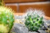 Jihočeské muzeum láká na kvetoucí orchideje a kaktusy. Výstavu doplnili krokodýli