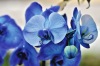 Jihočeské muzeum láká na kvetoucí orchideje a kaktusy. Výstavu doplnili krokodýli
