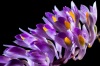 Jihočeské muzeum láká na kvetoucí orchideje a kaktusy. Výstavu doplnili krokodýli
