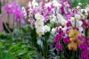Jihočeské muzeum láká na kvetoucí orchideje a kaktusy. Výstavu doplnili krokodýli