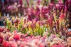 Jihočeské muzeum láká na kvetoucí orchideje a kaktusy. Výstavu doplnili krokodýli