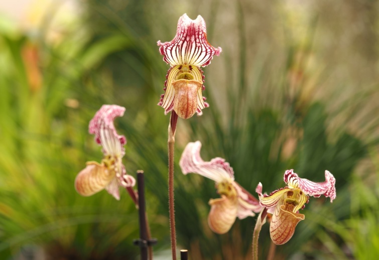 Dracula i masožravé liány. V Jihočeském muzeu začíná výstava orchidejí a masožravek