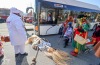 V Měšicích autobus porazil kobylu. Na nohy ji postavila zelená a jelo se na hasiče
