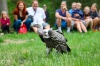 Sezimovo Ústí zahájilo turistickou sezonu na Kozím hrádku s novým Husem, sličnými ženami i divokými souboji